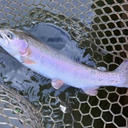 ボトム狙いで好調続く大安トラウトレイク